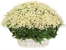Цветочная композиция из Ромашки в корзине #REPLACE_PRED# Кулешовке